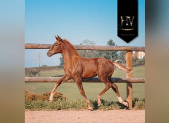 KWPN, Mare, Foal (06/2025), Chestnut