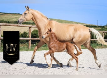 KWPN, Mare, , Chestnut
