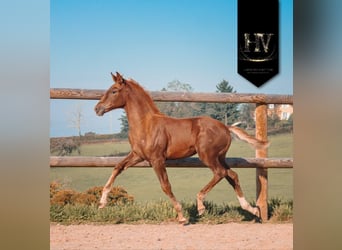 KWPN, Mare, Foal (06/2025), Chestnut