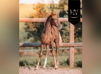 KWPN, Mare, Foal (06/2025), Chestnut