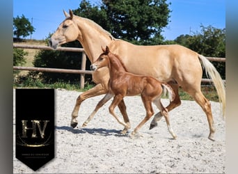 KWPN, Mare, , Chestnut