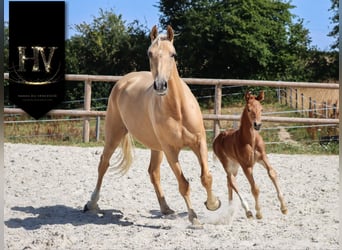 KWPN, Mare, , Chestnut