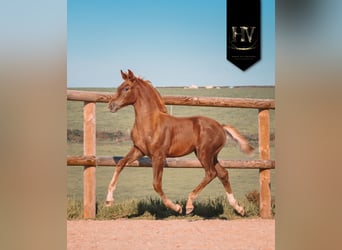 KWPN, Mare, Foal (06/2025), Chestnut