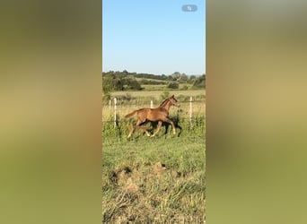 KWPN, Mare, Foal (03/2026), Chestnut
