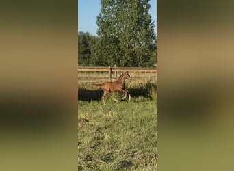 KWPN, Mare, Foal (03/2026), Chestnut