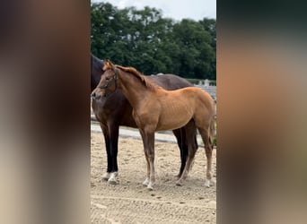 KWPN, Mare, , Chestnut
