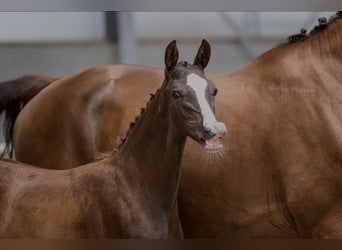 KWPN, Mare, Foal (05/2026), Chestnut