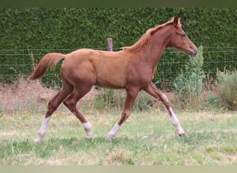 KWPN, Mare, Foal (04/2026), Chestnut-Red
