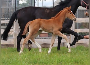 KWPN, Mare, Foal (04/2026), Chestnut-Red