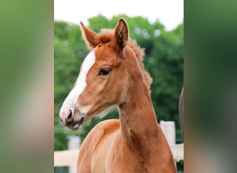 KWPN, Mare, Foal (04/2026), Chestnut-Red