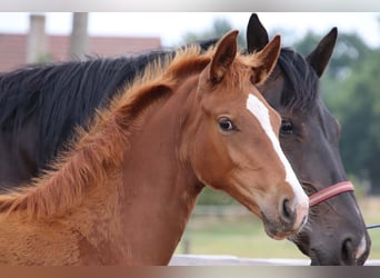 KWPN, Mare, Foal (04/2026), Chestnut-Red
