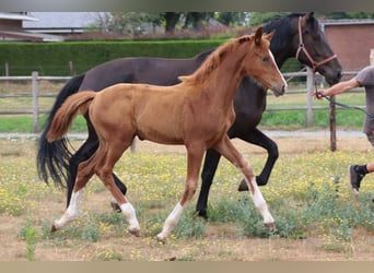 KWPN, Mare, Foal (04/2026), Chestnut-Red