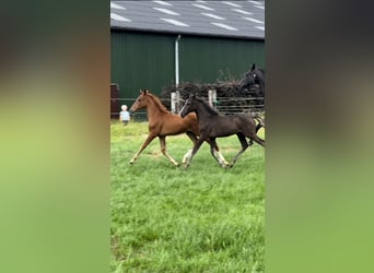 KWPN, Mare, Foal (03/2024), Chestnut-Red