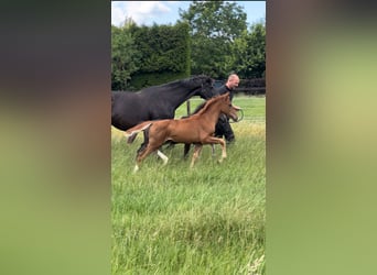 KWPN, Mare, Foal (03/2024), Chestnut-Red