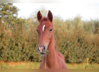 KWPN, Mare, Foal (03/2024), Chestnut-Red