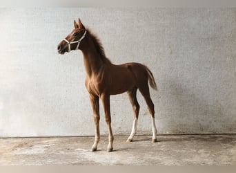 KWPN, Mare, Foal (03/2024), Chestnut-Red