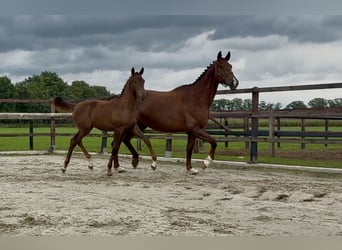 KWPN, Mare, Foal (05/2026), Chestnut-Red