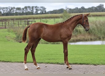 KWPN, Mare, Foal (01/2026), Chestnut-Red