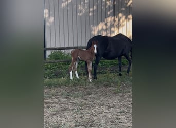 KWPN, Mare, , Chestnut-Red