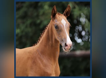 KWPN, Mare, Foal (01/2024), Chestnut-Red