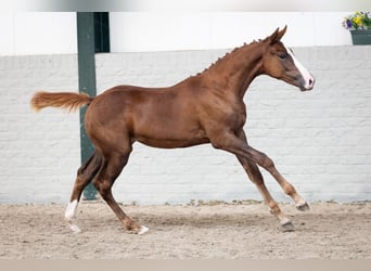 KWPN, Mare, Foal (04/2026), Chestnut-Red