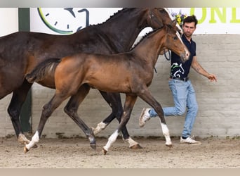 KWPN, Mare, Foal (03/2026), Chestnut-Red