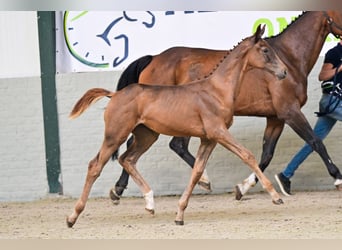 KWPN, Mare, Foal (05/2026), Chestnut-Red