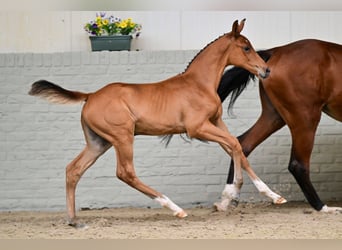 KWPN, Mare, Foal (06/2026), Chestnut-Red