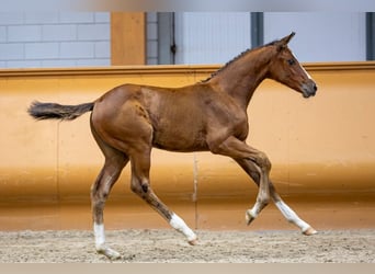KWPN, Mare, Foal (05/2023), Chestnut