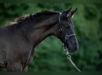 KWPN, Mare, Foal (04/2025)