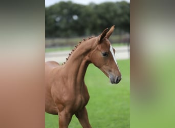 KWPN, Mare, Foal (01/2026)