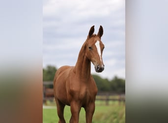 KWPN, Mare, Foal (01/2026)