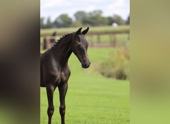 KWPN, Mare, Foal (01/2026)