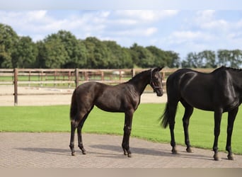 KWPN, Mare, Foal (01/2026)