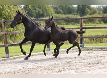KWPN, Mare, Foal (01/2026)