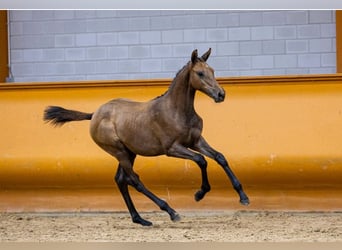 KWPN, Mare, Foal (03/2023), Gray
