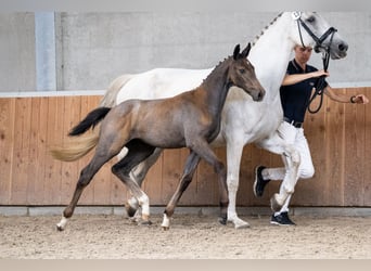 KWPN, Mare, Foal (05/2024), Gray