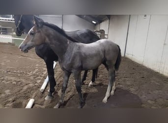 KWPN, Mare, Foal (01/2024), Gray