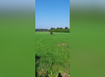 KWPN, Mare, Foal (01/2024), Gray