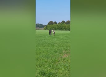 KWPN, Mare, Foal (01/2024), Gray