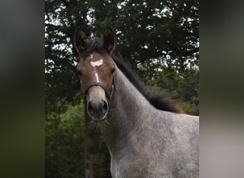 KWPN, Mare, Foal (05/2026), Grey