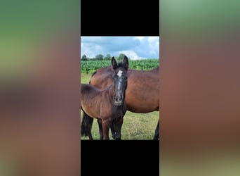 KWPN, Mare, Foal (04/2025), Grey