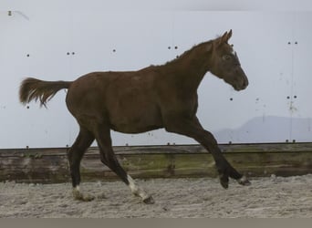 KWPN, Mare, Foal (05/2024), Grullo