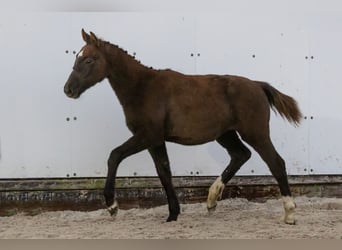 KWPN, Mare, Foal (05/2024), Grullo