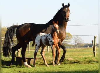 KWPN Mix, Mare, Foal (04/2026), Leopard-Piebald
