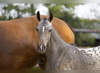 KWPN, Mare, Foal (04/2025), Leopard-Piebald