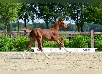 KWPN, Mare, Foal (04/2026)