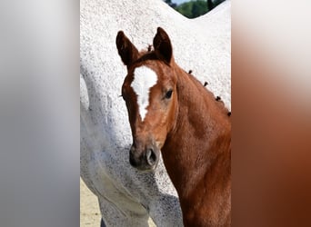 KWPN, Mare, Foal (04/2026)