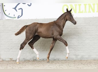 KWPN, Mare, Foal (03/2025)