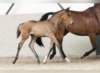 KWPN, Mare, Foal (05/2025)
